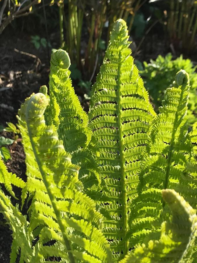 Blomstertantens Hus Semesterbostad Trelleborg