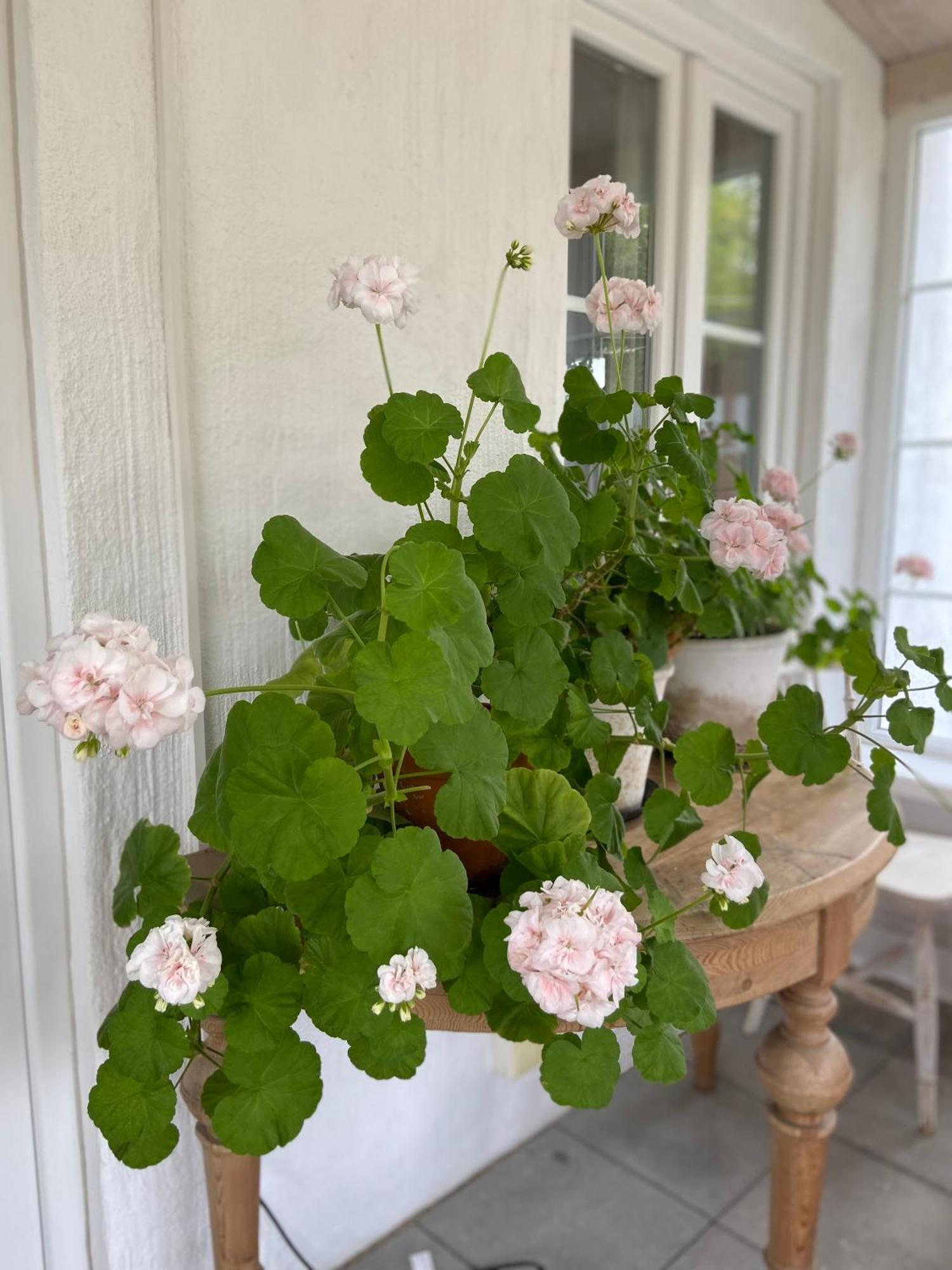 Blomstertantens Hus