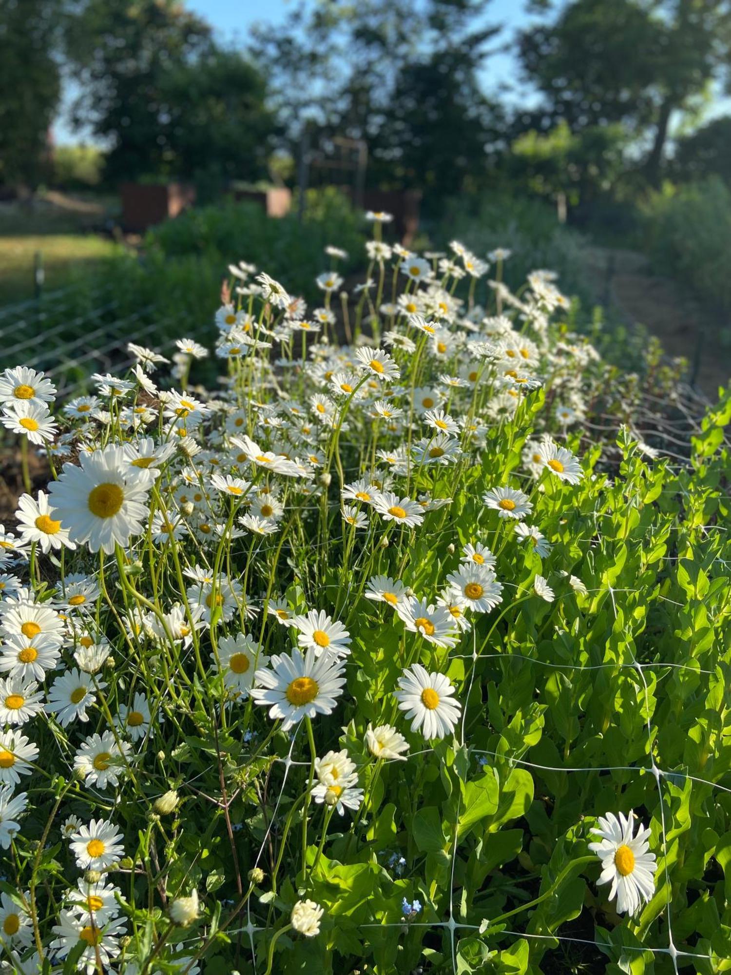 Blomstertantens Hus